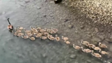 Cute video: Goose parent leads ‘endless stream’ of baby geese
