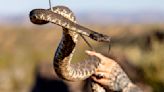 Joshua Tree's celebrity rattlesnake wrangler wants to change how you see reptiles