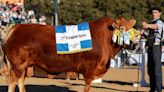 Expo Rural de Palermo: Limousin consagró a sus grandes campeones