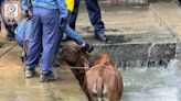 上水野牛被困明渠 消防出動救回安全位置