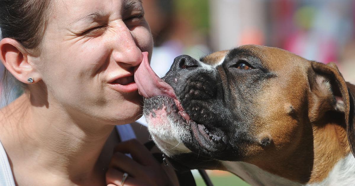 14 weekend things to do around Colorado Springs and beyond: Pawtoberfest, Wings Fest and more