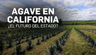 Agave en California: ¿es posible hacer tequila en el estado dorado?