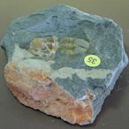 金牛礦晶 - (清倉拍賣)『35#古生代-三葉蟲化石』vqq-13