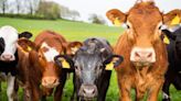 Urgent warning as case of mad cow disease discovered on UK farm