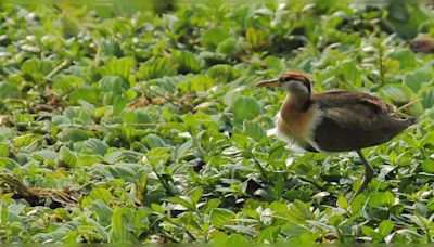 Nature retreat near Delhi: What’s inside Okhla Bird Sanctuary?