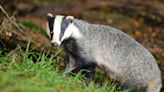 Sunak commits to maintaining badger cull