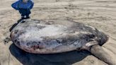 從南半球來的？美海灘驚見2公尺巨型翻車魚 「膨脹如硬幣」嚇傻專家