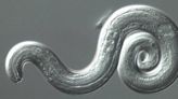 Rat 'lungworm' that can invade the human brain found in Georgia rodents