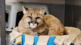 Orphaned cougar cub settles in at Dickerson Park Zoo