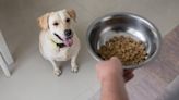 El riesgo oculto en el comedero de tu mascota que amenaza su salud