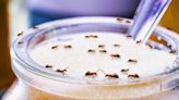 Get rid of ants in your home for good using 3 cheap kitchen ingredients