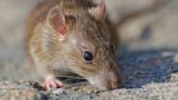 Alerta por leptospirosis en Córdoba: murió un hombre y hay otro paciente que permanece en grave estado