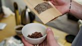 你喝的咖啡變貴了？產地改種榴槤，這種咖啡豆創下45年新高價｜天下雜誌