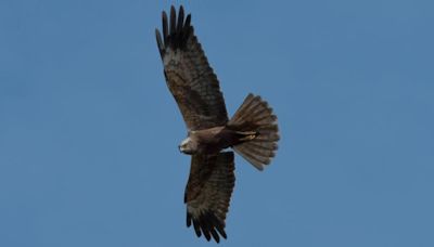 New wetland sees rapid influx of wildlife in a year