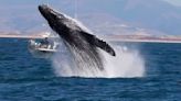 Watch: Breaching humpback whale makes boat ‘disappear’