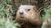 Do We Have a Longer Winter? All About Groundhog Day 2024