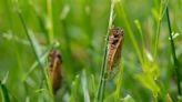 2024 cicada map: Where to find Brood XIII, Brood XIX around the Midwest and Southeast