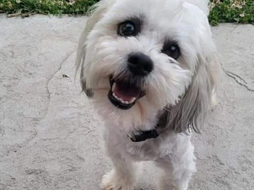 Blind and deaf dog Teddy got lost in a neighbor’s yard. Police called to help him shot him dead