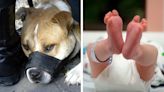 Bebé muere después de ser atacado dos perros pitbull en Italia