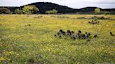 Taming a tornado: How Kerrville aims to capture the boom in the Hill Country - San Antonio Business Journal