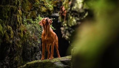 Hero cavers rescue brave dog almost 50 feet underground (and this is one story that has a happy ending)