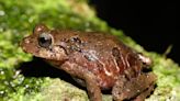 Hallan en Ecuador nueva especie de rana bautizada con nombre de conservacionista de EE.UU.