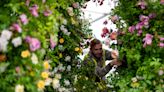 Mild winter forces Chelsea Flower Show designers to swap out May blooms