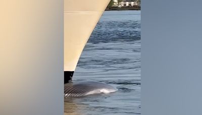 Crucero llega a puerto de Brooklyn con cadáver de ballena en la proa