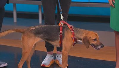 News13 Pet of The Weekend: Lucy Lou
