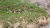 Diminutive plant grows on inhospitable rocky elevations | Mystery Plant