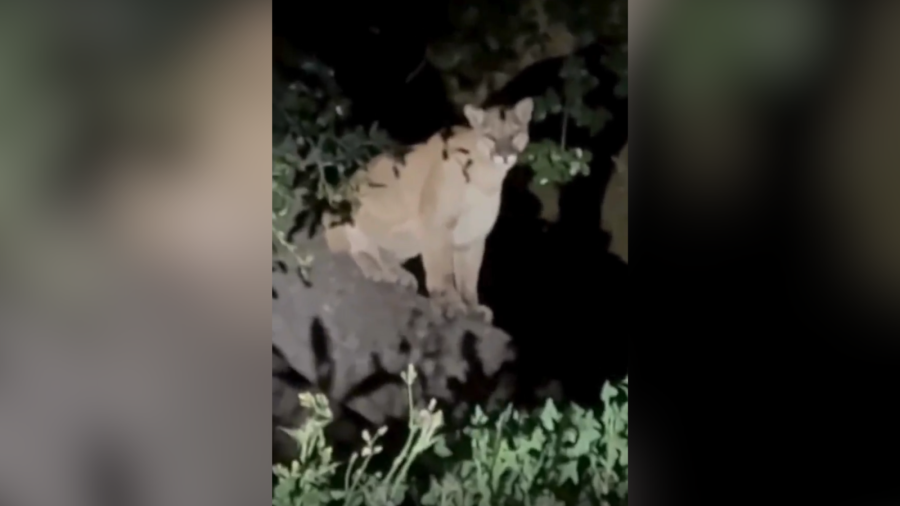 P-22 deja vu? Cougar spotted in Griffith Park