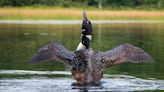 Wildlife On a Maine Pond: Ethical Wildlife Photography