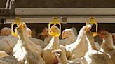 Detectan por primera vez en una granja de EE.UU. alpacas infectadas con gripe aviar