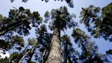 Not just a tree: Plant scientists call for rethink on what a tree is