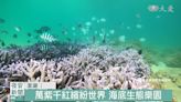 海底的熱帶雨林 力拚澎湖珊瑚復育