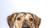 Looking for a home: A Catahoula leopard mix and cuddly cats