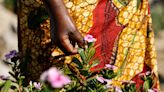Africa is a treasure trove of medicinal plants: here are seven that are popular