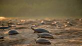 Expertos esperan la mayor anidación de tortugas en frontera de Bolivia-Brasil