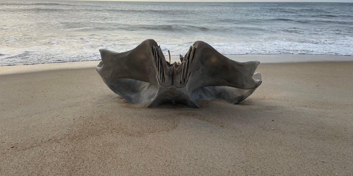 Massive humpback whale skull discovered washed up on Atlantic coast