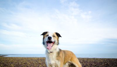 Border Collie Delights Theater Audiences By Nailing His Debut on Stage