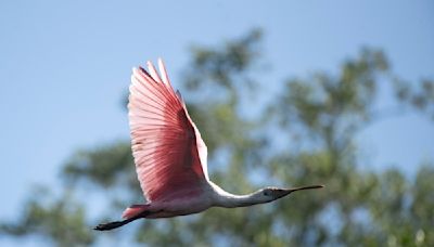 Reforestación en bahía de Río de Janeiro muestra poder de los manglares contra desastres climáticos