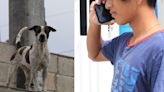 Maltrato animal presente en todos los sectores de Cancún