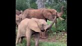 Orphaned elephant ’embraces inner helicopter’ in adorable video