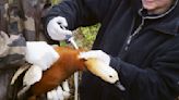 墨西哥現首例人類染H5N2禽流感變異株死亡，病毒來源不明，疾管署升高旅遊疫情等級 - TNL The News Lens 關鍵評論網