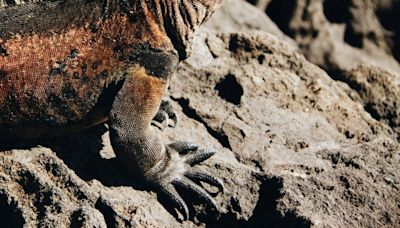 Científicos encuentran el esqueleto de un lagarto gigante, pero tranquilos, no es de Godzilla