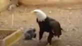 Rescue Bald Eagle Who Tried to Hatch a Rock in an Attempt to Become a Dad Gets a Foster Chick