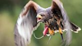 Warning: 'Birds Of Prey' Are Now 'Highly Territorial' In New York