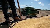 Brazil Soy Profits Fueled by Weak Currency Deals Blow to US Farmers