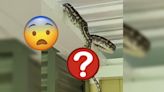 開門驚見「大蛇在樑上大便」 罕見畫面震撼網民：也太大了吧？