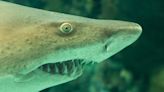 Shark skin and owl feathers could inspire quieter underwater sonar